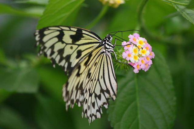 Butterfly Garden